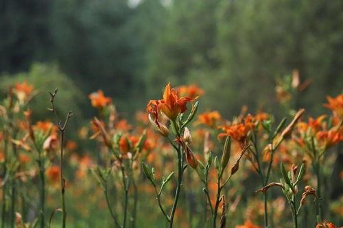 国产在线 忘忧草,忘忧草，治愈心灵的力量