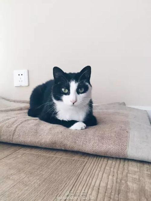 国产猫萌化视频在线观看,在线观看，萌化你的每一天